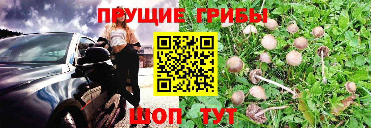 Псилоцибиновые грибы Psilocybe Учалы